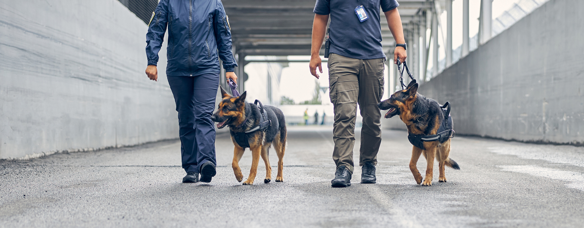 Detection Dogs